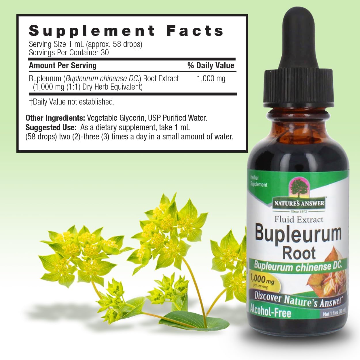 Bupleurum Chinense Root Extract - Natural Herbal Supplement for Liver Health and Immunity - Alcohol-Free - 1000mg (1 FL Oz)