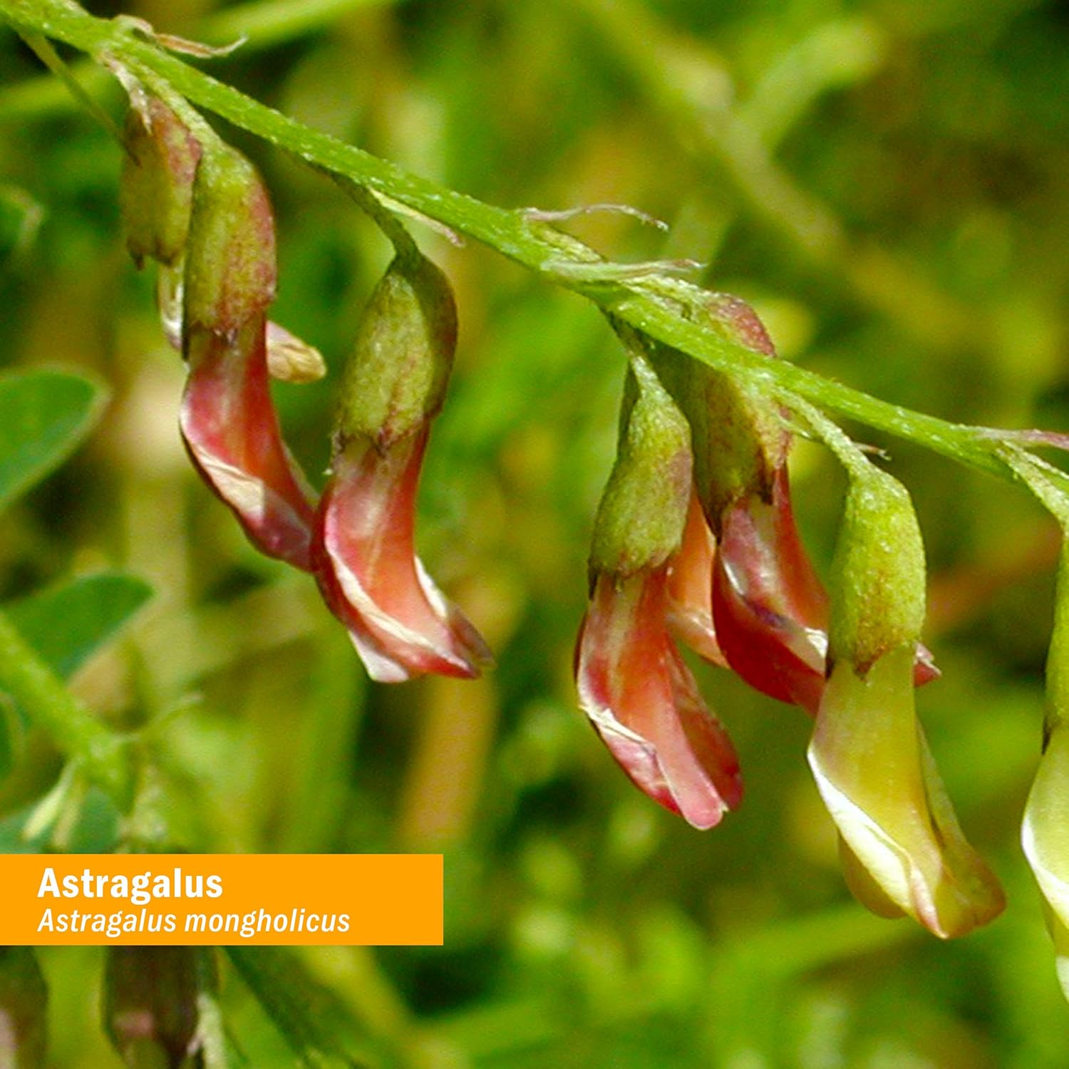 Certified Organic Astragalus Liquid Extract (4oz) - Immune System Support by Herb Pharm