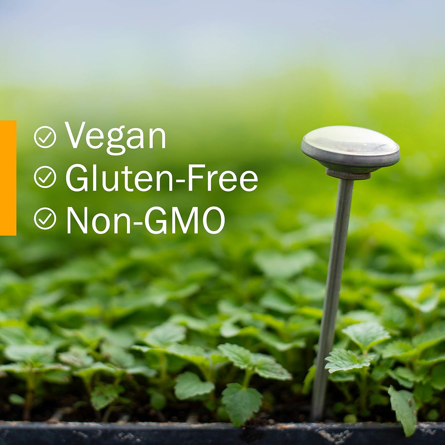 Certified Organic Astragalus Liquid Extract (4oz) - Immune System Support by Herb Pharm