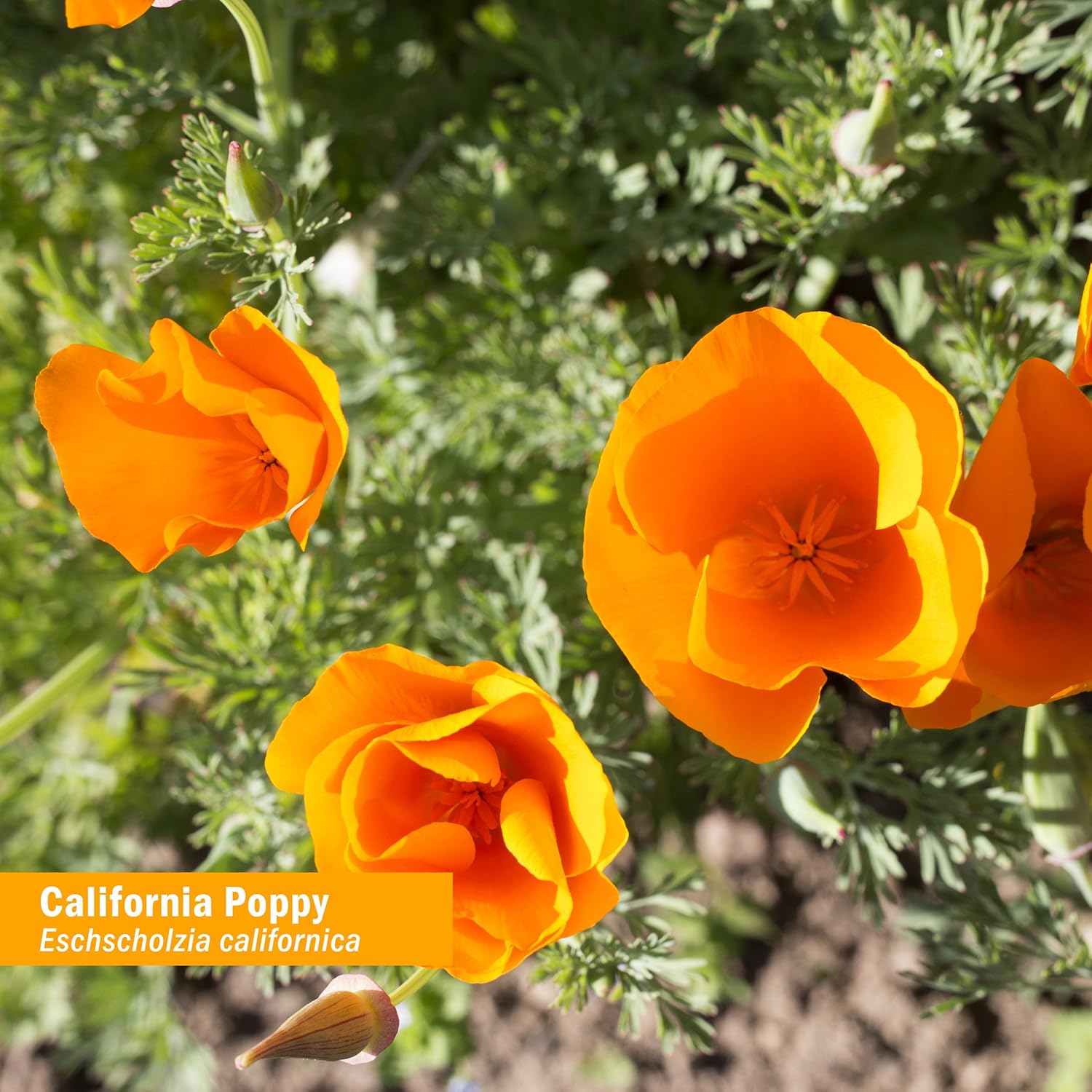 Certified Organic California Poppy Liquid Extract - Calming Support for Nervous System - 2 Pack, 1 Ounce Each