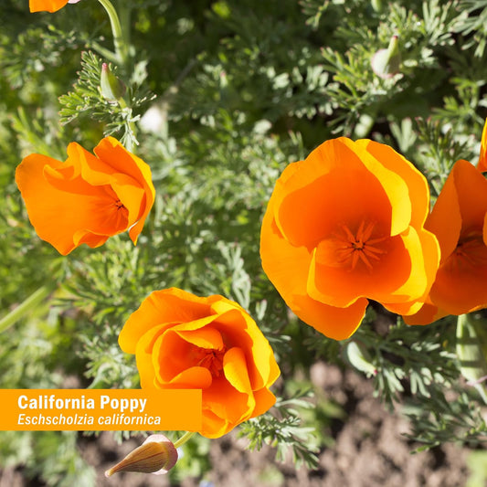 Certified Organic California Poppy Liquid Extract - Calming Support for Nervous System - 2 Pack, 1 Ounce Each