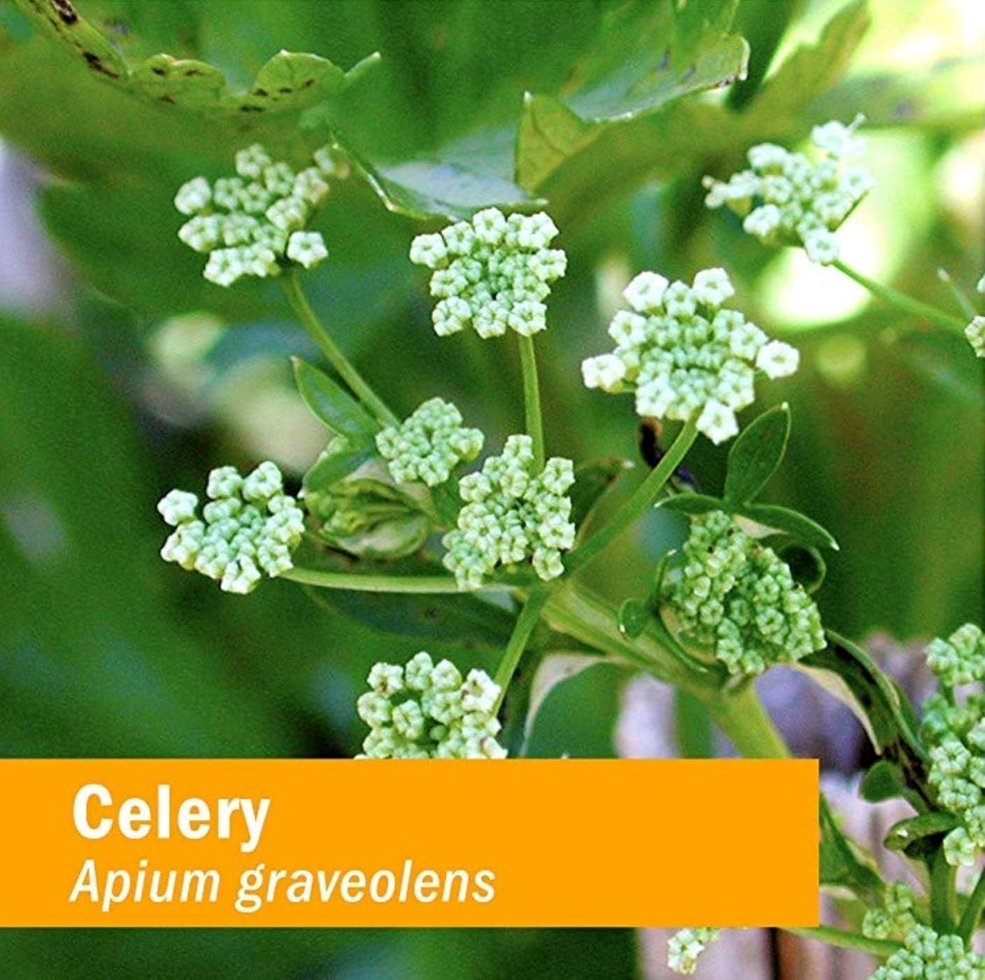 Certified Organic Celery Seed Liquid Extract - Urinary System Support - 4 Ounce - Herb Pharm