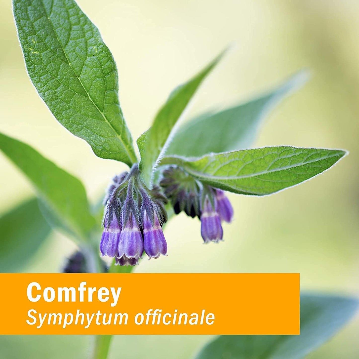 Certified Organic Comfrey Liquid Extract by Herb Pharm - 1 Ounce - DCOMF0