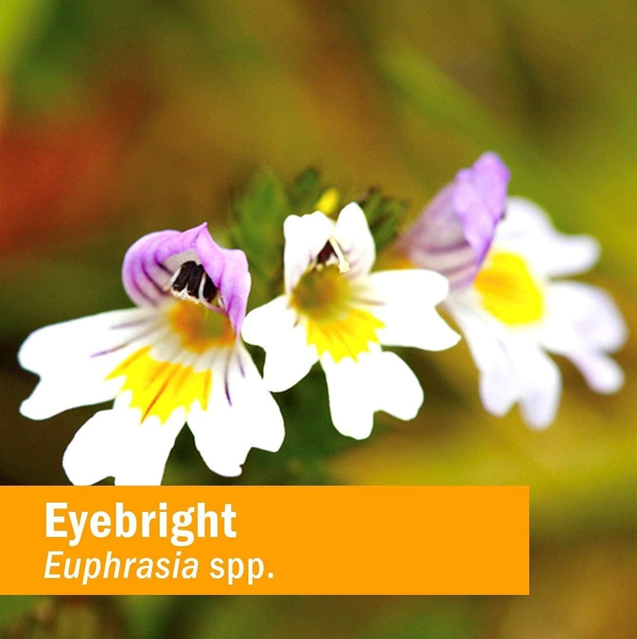 Certified Organic Eyebright Liquid Extract for Respiratory System Support - 1 Ounce by Herb Pharm