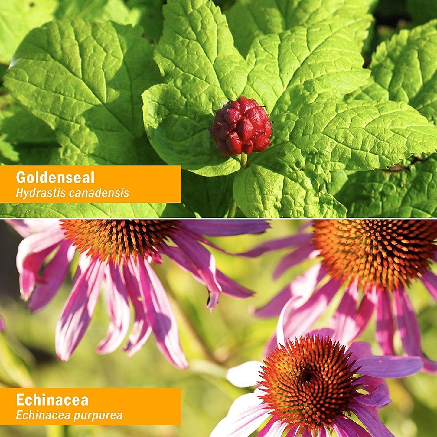 Certified Organic Golden Echinacea Liquid Extract - 1 oz Bottle for Immune System Support