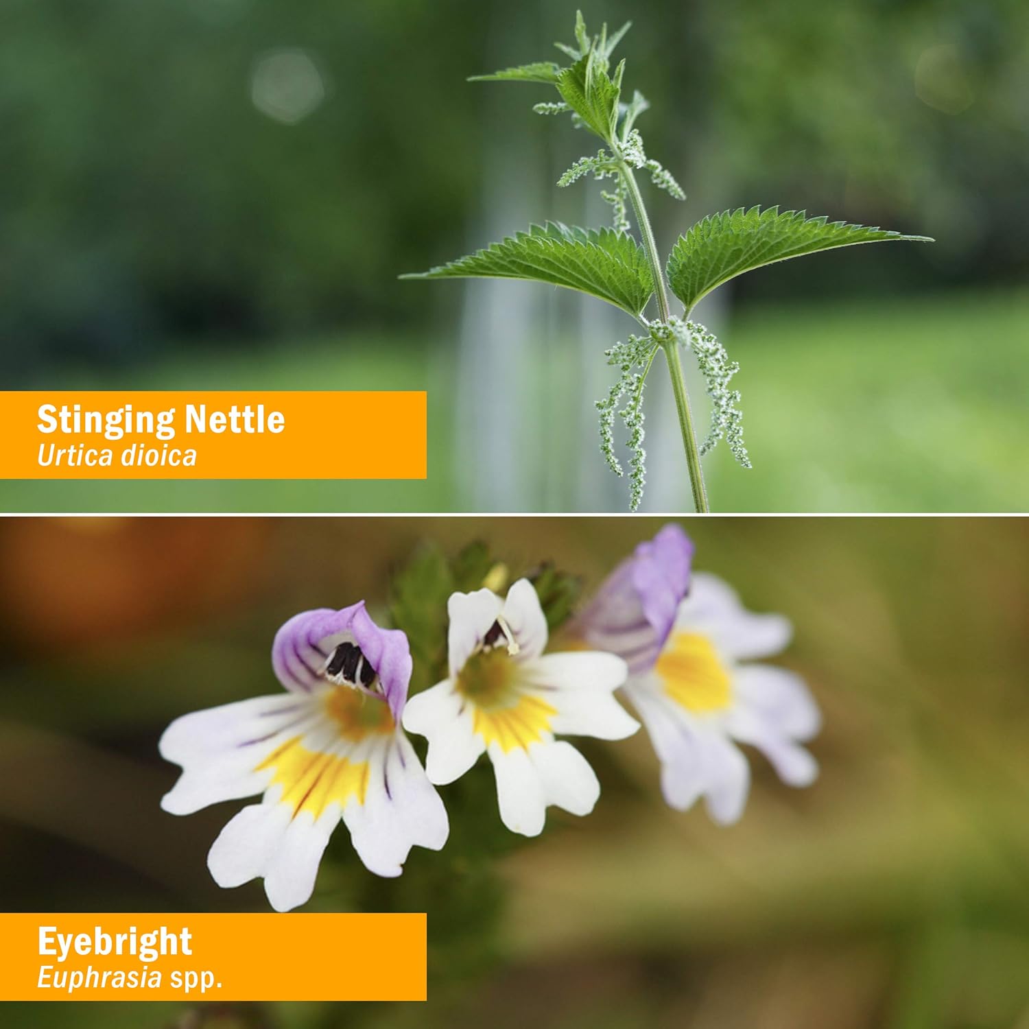 Certified Organic Herb Pharm Herbs on The Go Portable Spray for Pollen Relief, 1 fl oz