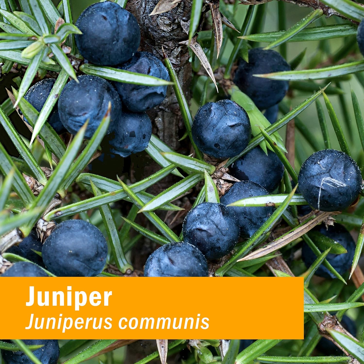 Certified Organic Juniper Liquid Extract for Urinary System Support - 1 Fl Oz by Herb Pharm