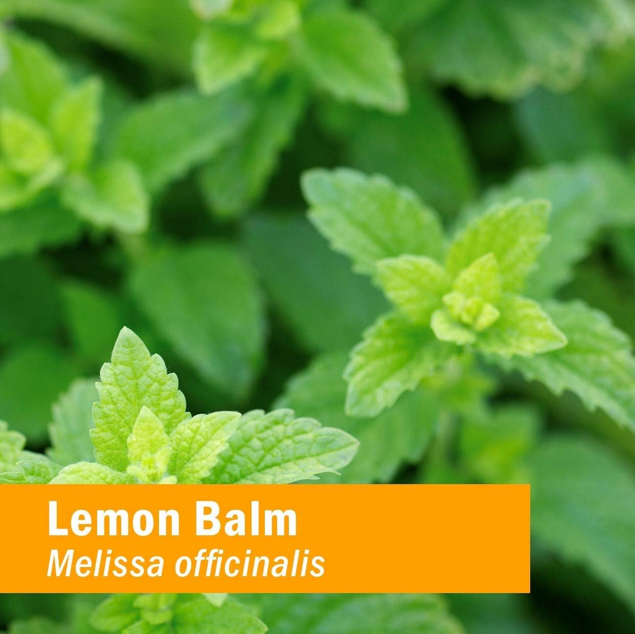 Certified Organic Lemon Balm Liquid Extract for Calming Nervous System Support - Alcohol-Free Glycerite - 4 oz.