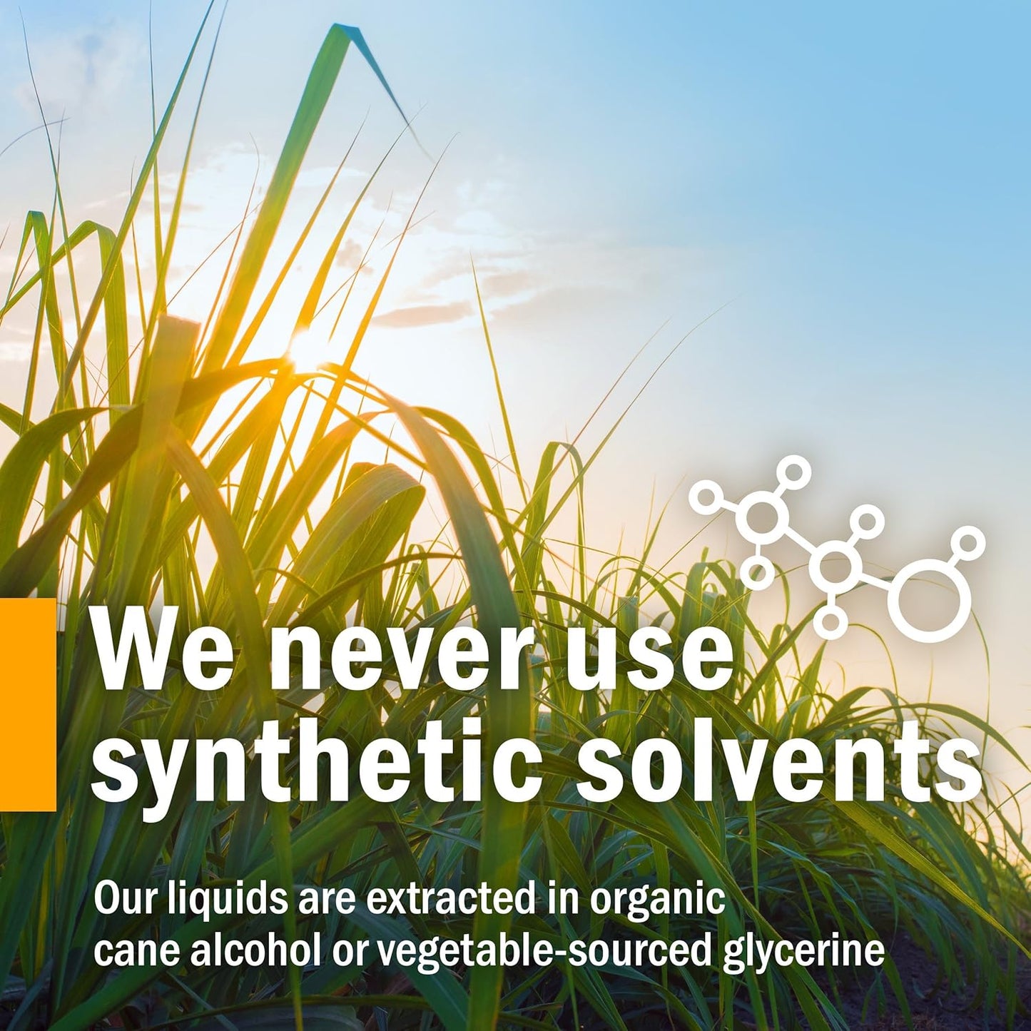 Certified Organic Lobelia Liquid Extract for Musculoskeletal Support - 1oz