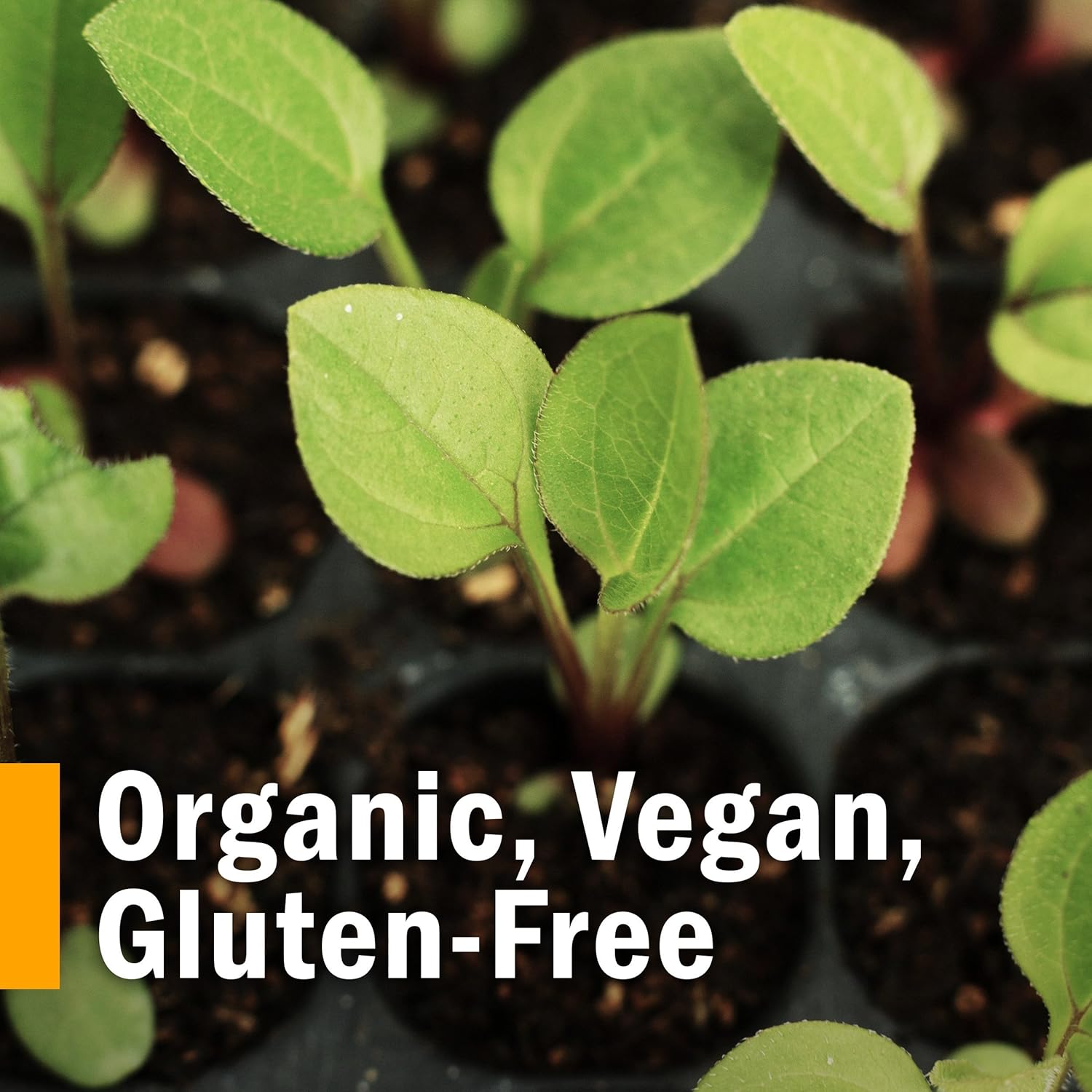 Certified Organic Lobelia Liquid Extract for Musculoskeletal Support - 1oz