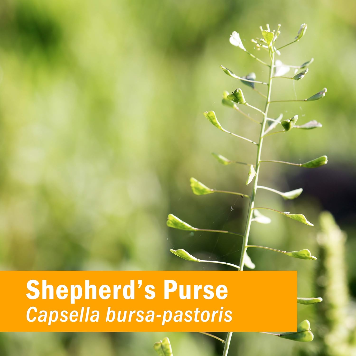 Certified Organic Shepherd's Purse Liquid Extract by Herb Pharm - 1 Oz Bottle - BoostGo Australia