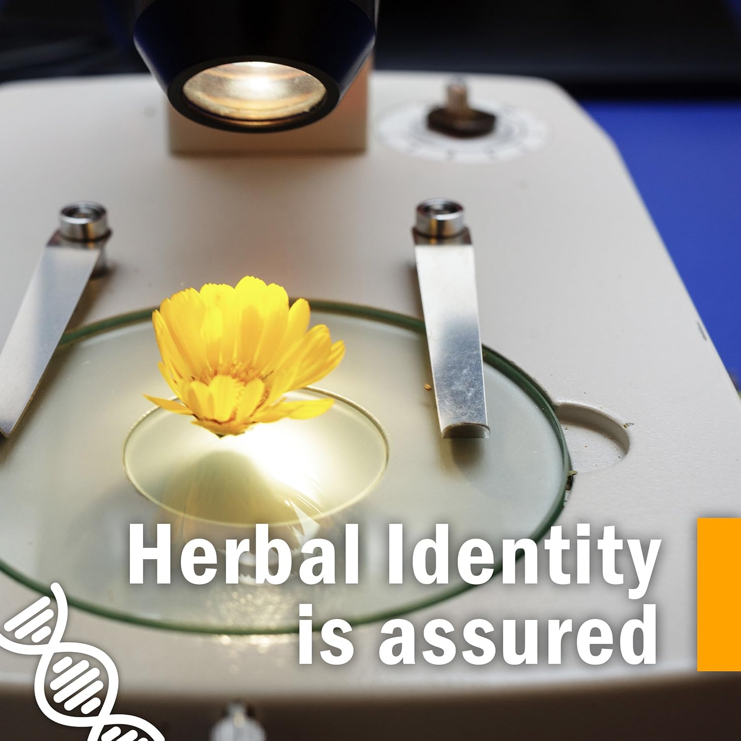 Certified Organic Shepherd's Purse Liquid Extract by Herb Pharm - 1 Oz Bottle - BoostGo Australia