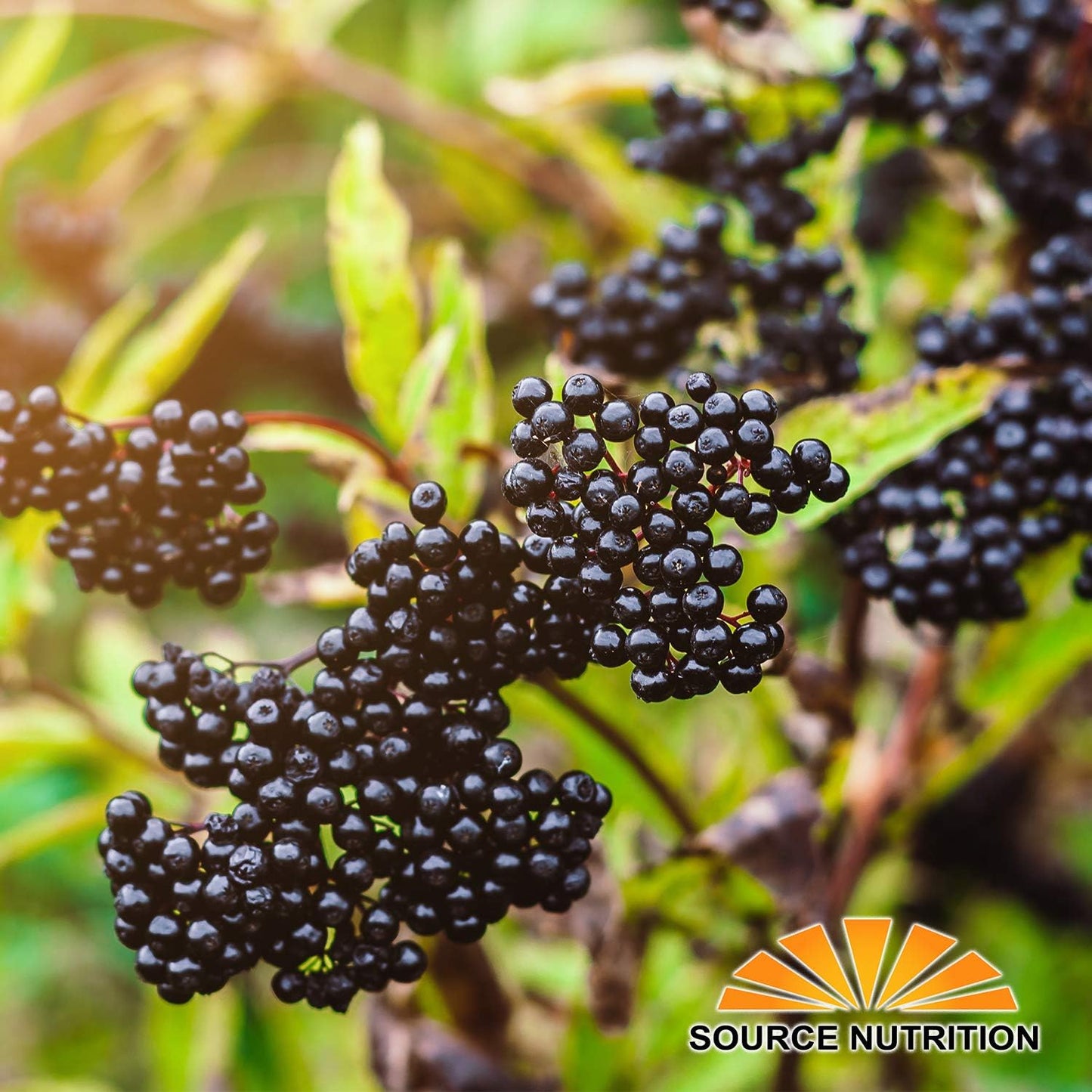 Certified Organic Whole European Elderberries - Responsibly Wild Crafted - Ideal for Tea, Syrups, and More - 1 Pound - BoostGo Australia