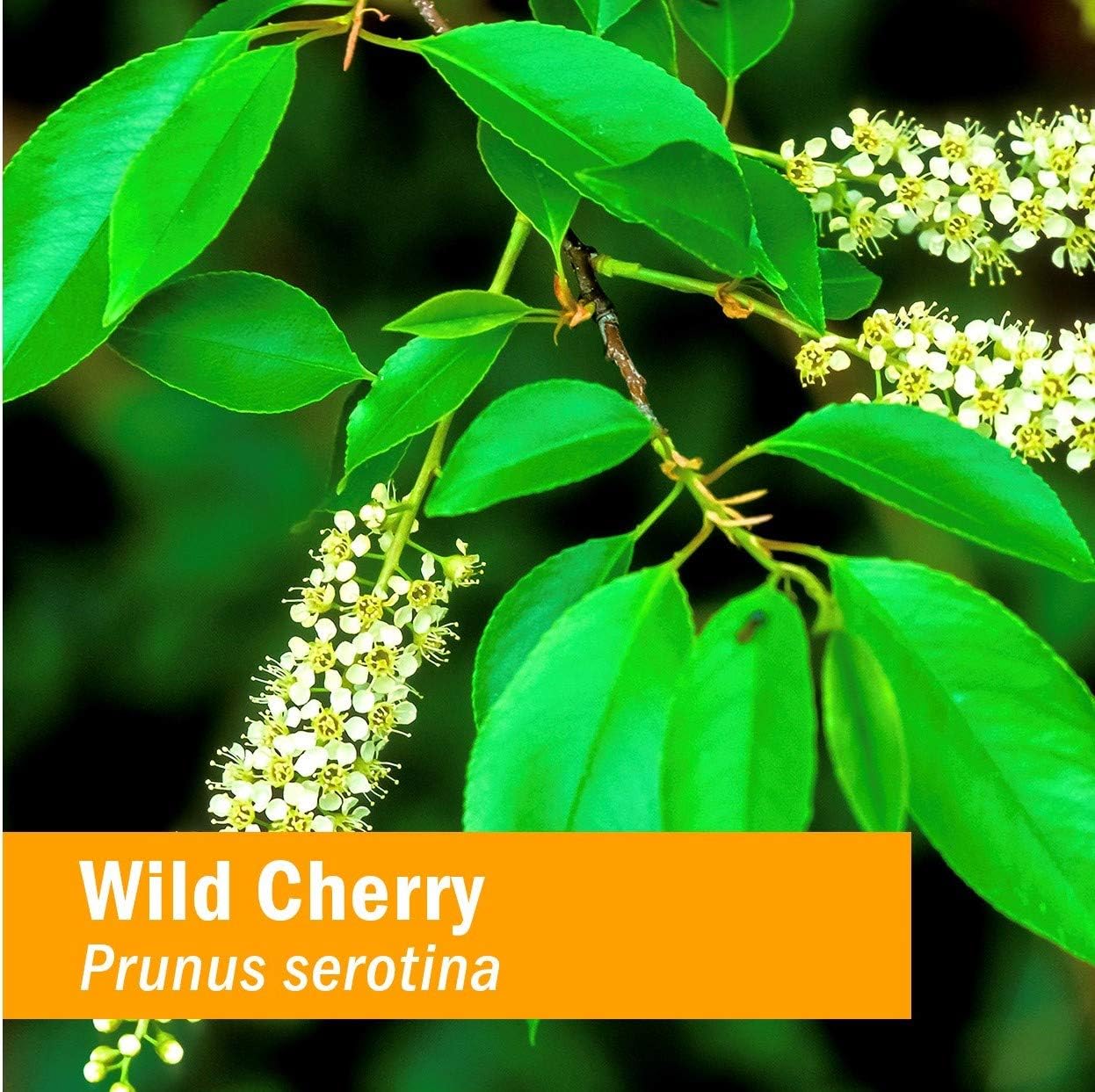 Certified Organic Wild Cherry Bark Liquid Extract for Respiratory Support - 1 oz by Herb Pharm