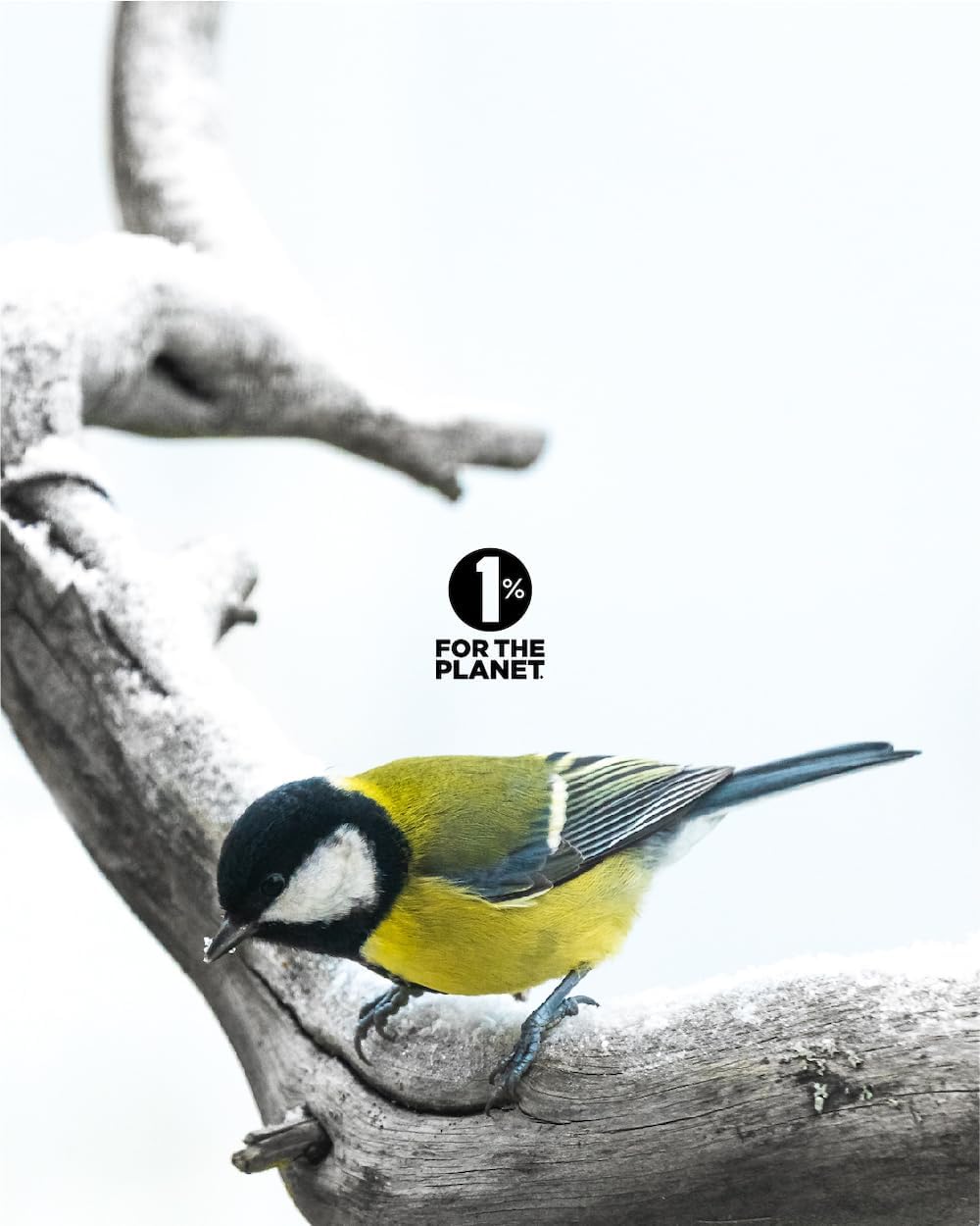 Certified Vegan Natrum Sulphuricum 6X Cell Salt #11 - 500 Pellet Bottle, Lactose-Free Formula