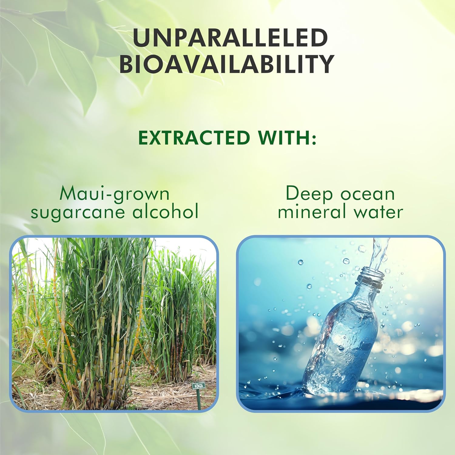 CHAGAplus Immune System Booster with Chaga Mushroom Extract, Reishi, Turmeric & Ashwagandha - 30ml