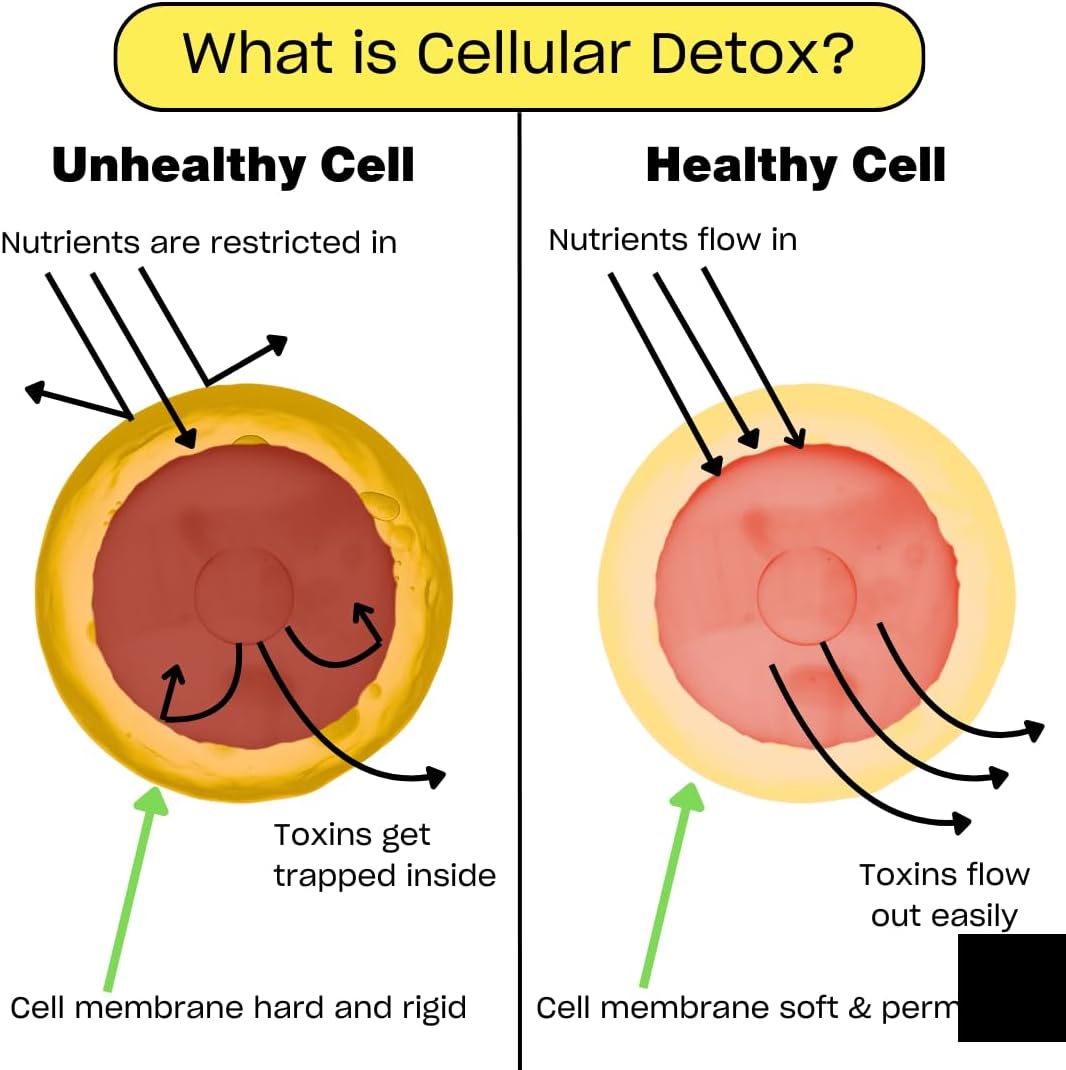 Chocolate Performance Protein and MSM Cellular Detox Bundle for Human Improvement