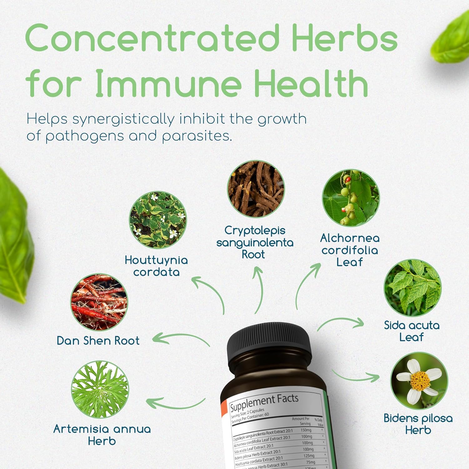 Cryptolepis Sanguinolenta Supplement for Immunity Boost - Concentrated Herbal Antioxidant with 120 Capsules - BoostGo Australia