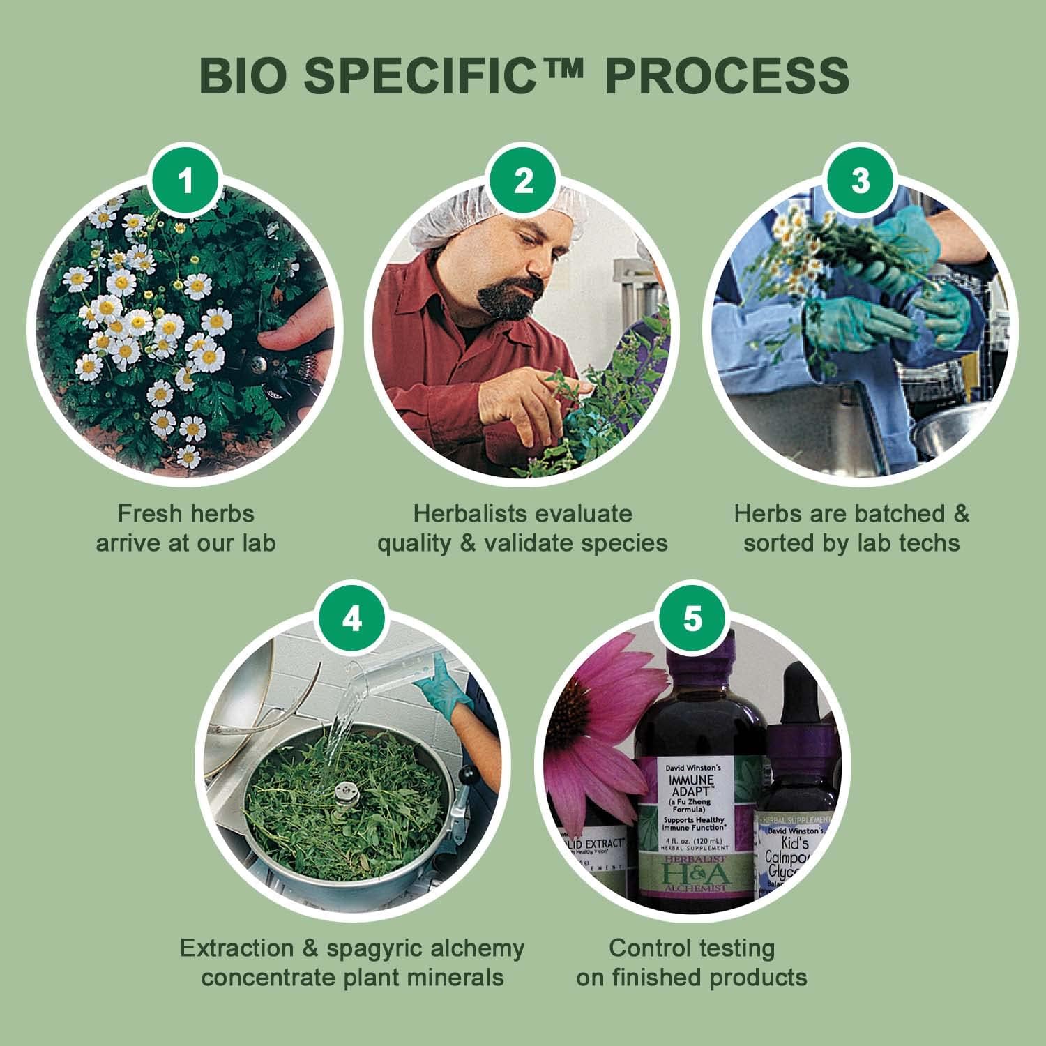 David Winston's Immune Adapt Fu Zheng Capsules - 2 Pack, 4 Month Supply, 120 Ct Each - Herbal Formula for Healthy Immune Support