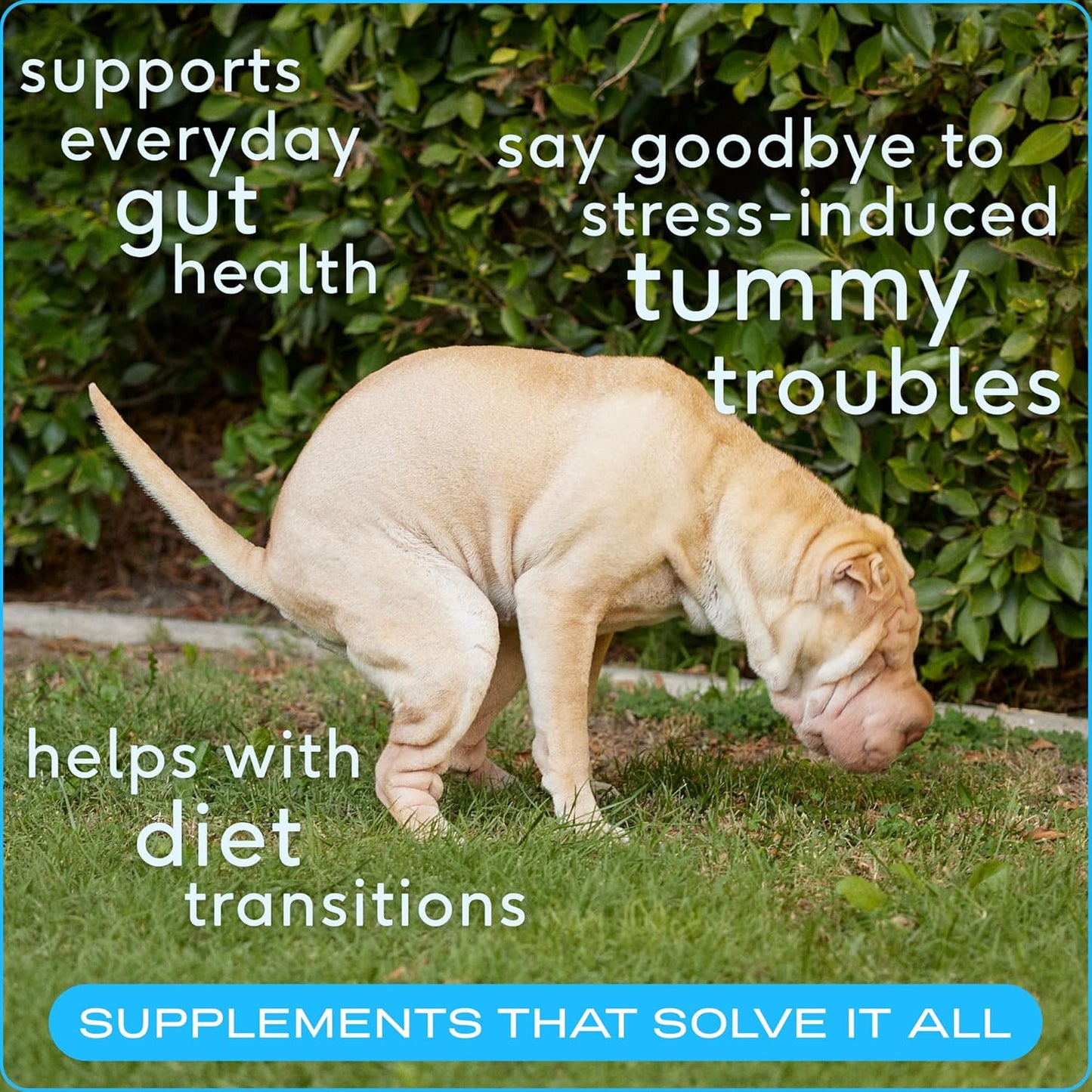 Digestive Powder for Dogs with Prebiotics and Probiotics - 60 Scoops, 8.2 oz - Vet-Formulated Pet Care Supplement with Bone Broth - 232g 6 Billion CFU - Dog Supplies