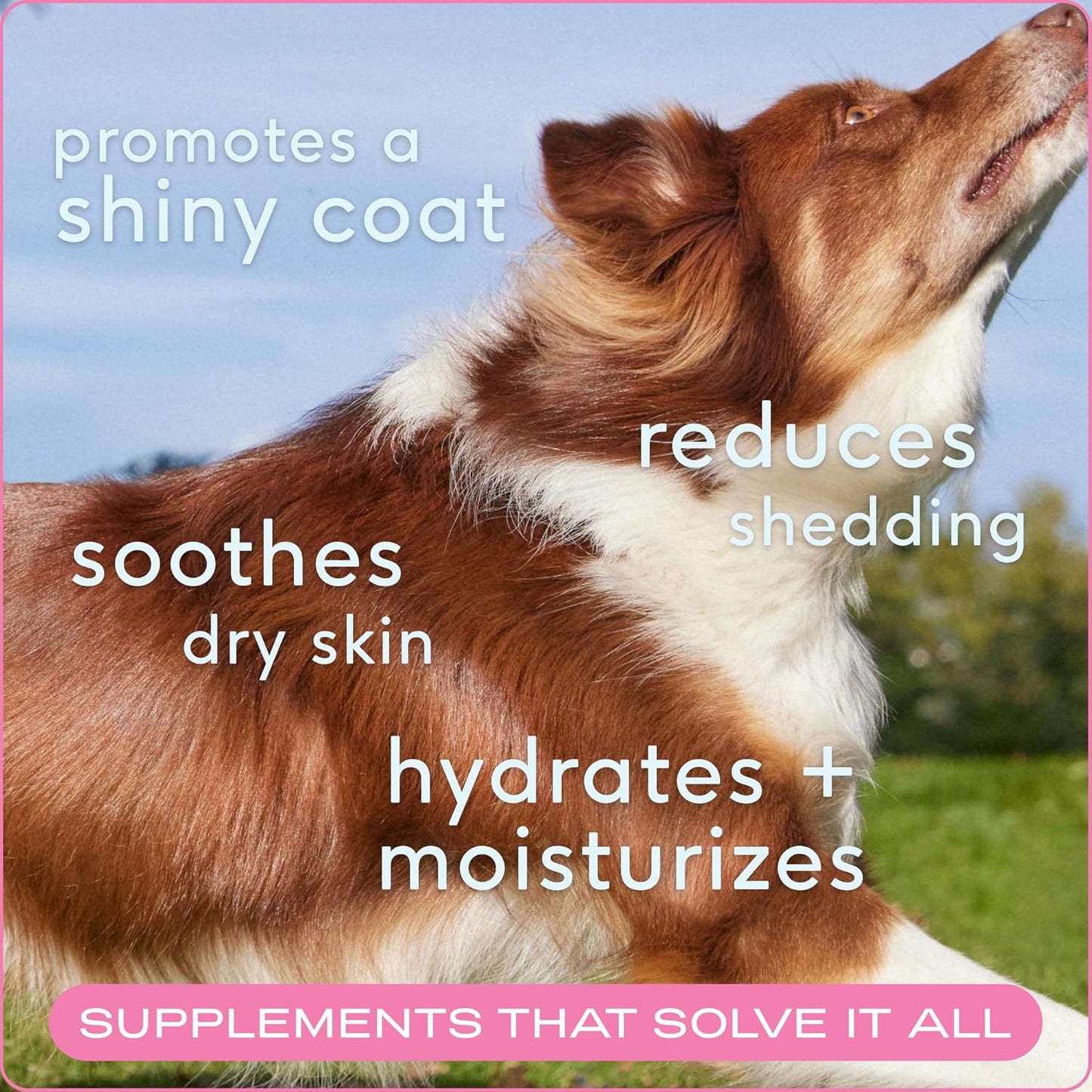 Dog Skin and Coat Supplement with Omega 3 Fish Oil and Salmon Oil - 120 Chews for Healthy Fur, Reduce Shedding and Dry Spots - By Native Pet