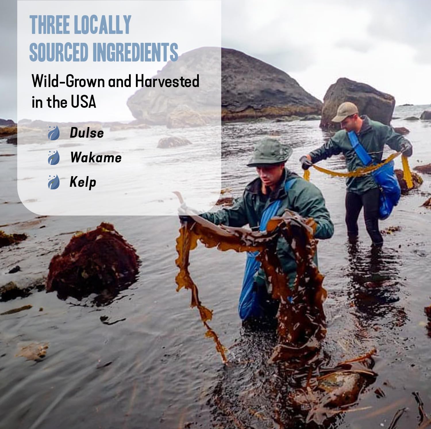 Dr. Cowan’s Garden Sea Vegetable Powder - Wild Harvested Atlantic Seaweed & Kelp - Healthy USA Supplement Powder