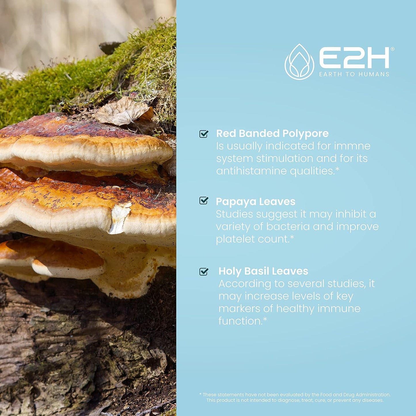 E2H Advanced Immune Defense Supplement - Natural Immune Booster with Holy Basil, Papaya Leaves, Red Banded Polypore - Non-GMO, Vegan - 2 Bottles