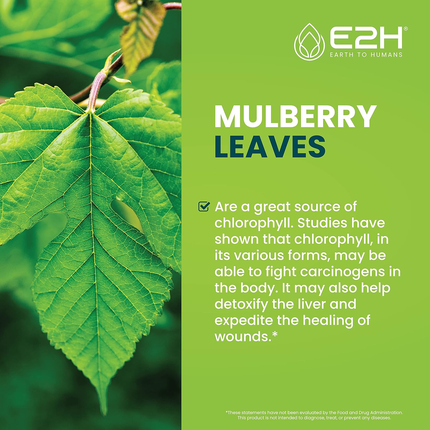 E2H Chlorophyll Liquid Drops - Natural Energy Booster, Immune Support, Internal Deodorant - Peppermint Flavor - Pack of 3