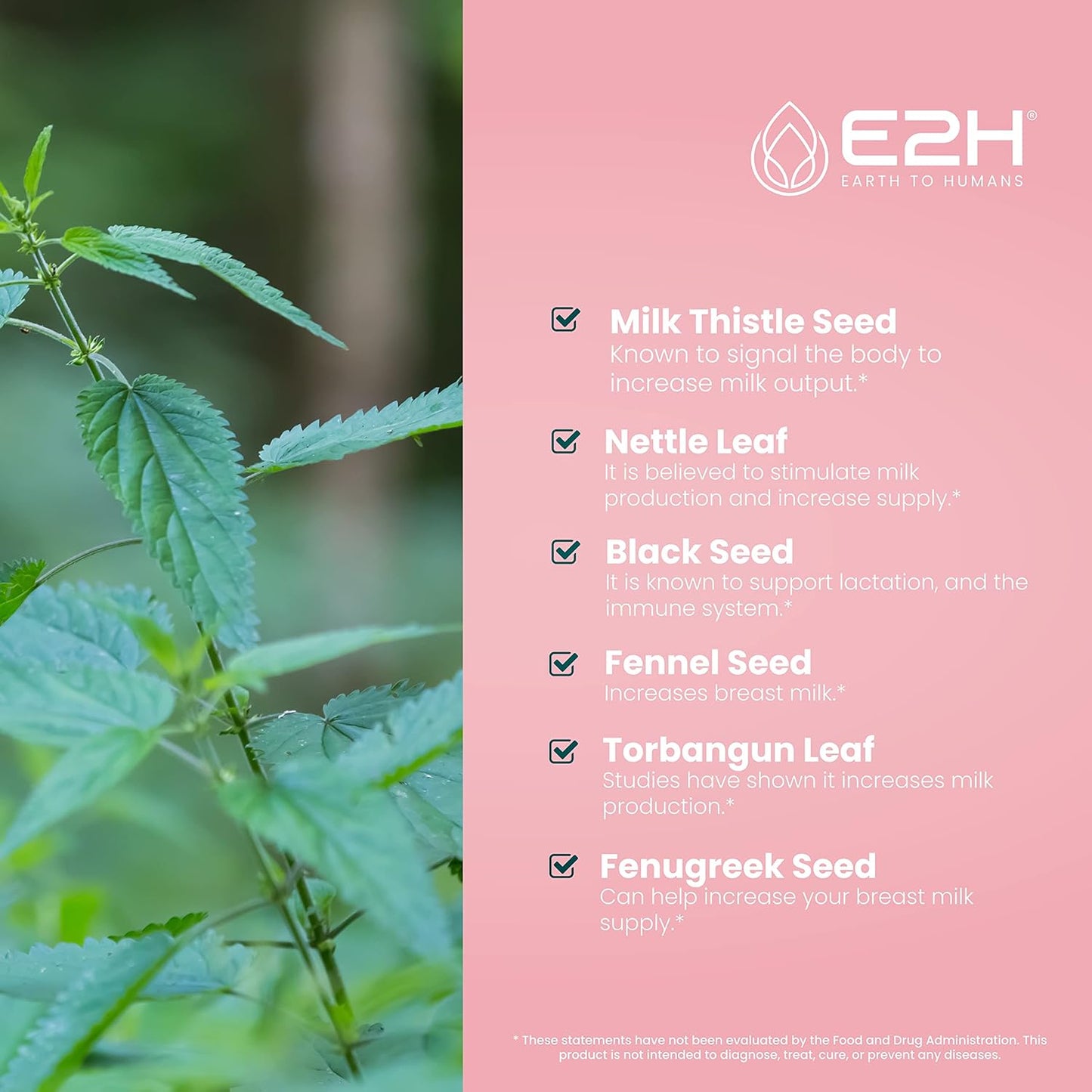 E2H Earth to Humans Liquid Breastfeeding Supplement - Lactation Support with Fenugreek, Milk Thistle, Fennel - Vegan - Alcohol-Free - Pack of 3