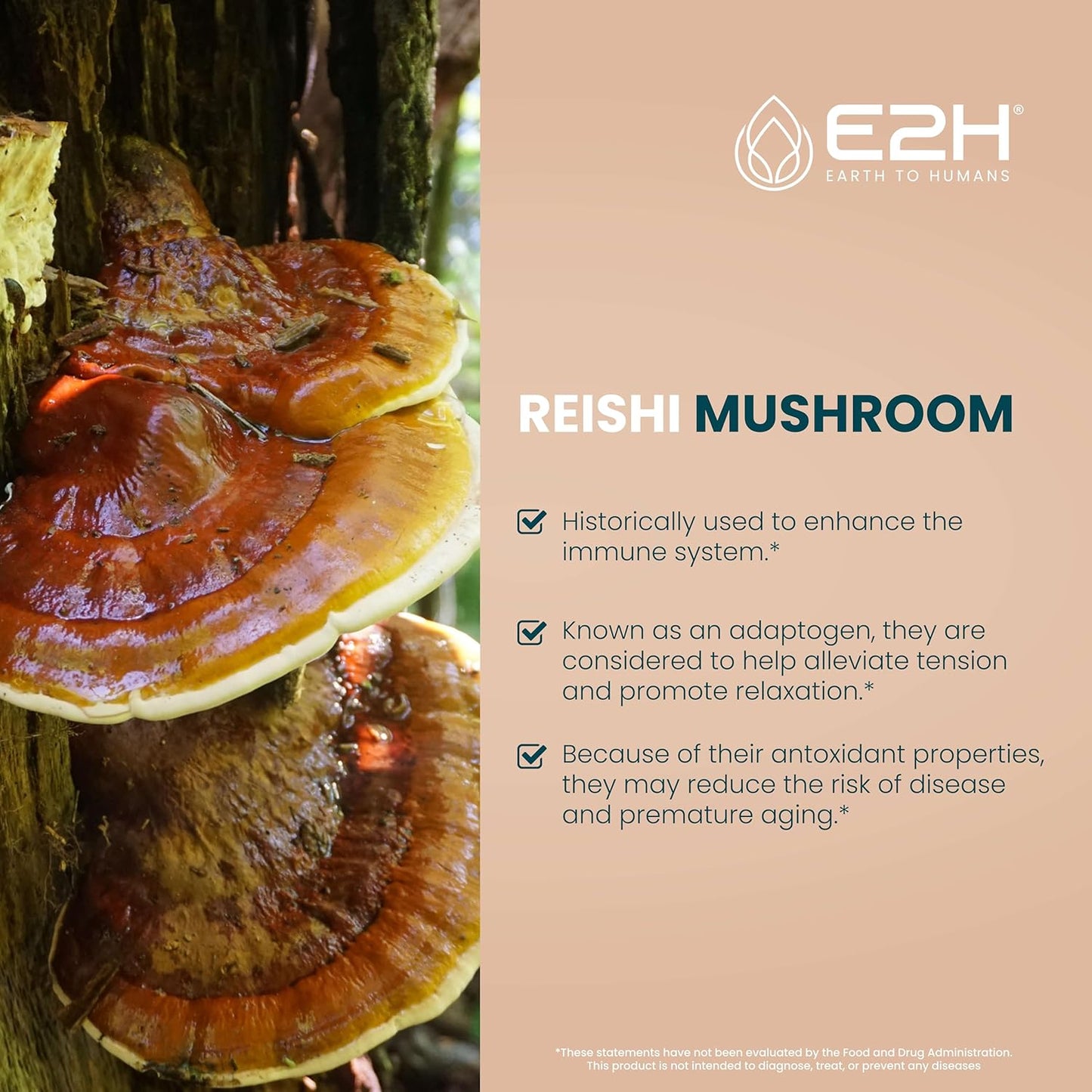 E2H Reishi Mushroom Extract: Natural Energy & Wellness Support - Advanced Mushroom Supplement - Non-GMO, Vegan - 3 Bottles