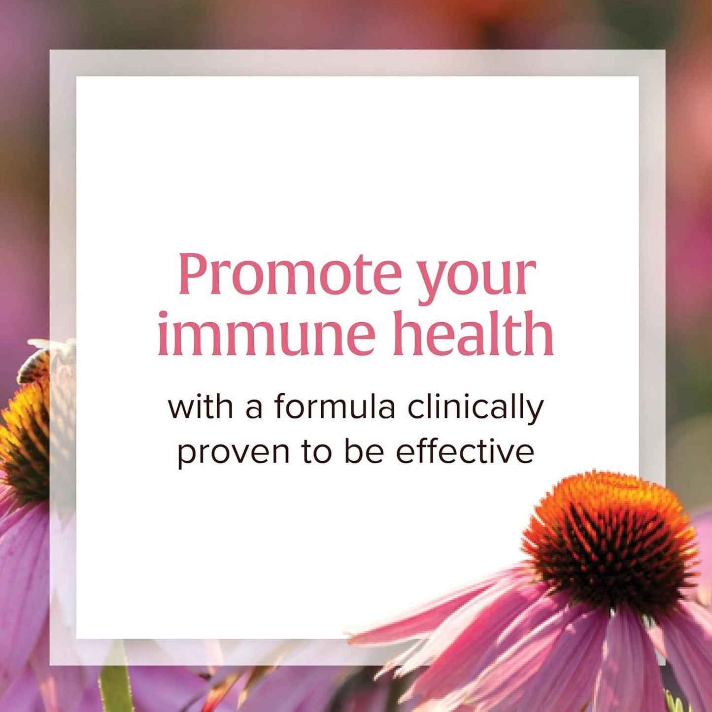 Echinamide Echinacea Supplement, 60 Softgels for Immune & Wellness Support by Natural Factors