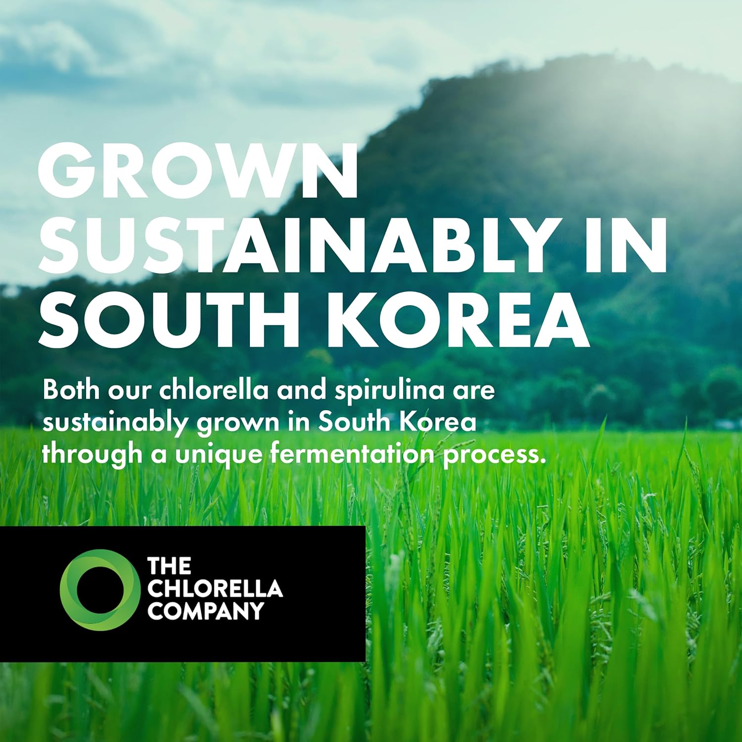 Fermented Chlorella Powder with Broken Cell Wall - 3 Month Supply | Chlorophyll Rich Supergreens | Gluten-Free Vegan Non-GMO by The Chlorella Company