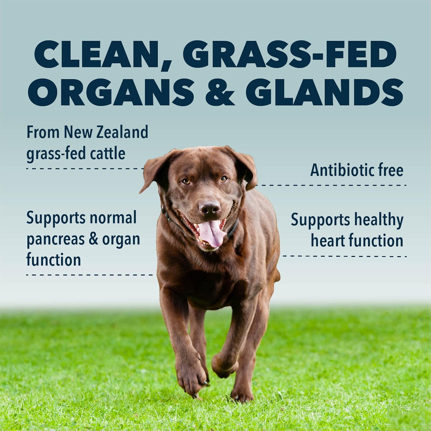 Freeze Dried Beef Organs for Dogs - Four Leaf Rover Guts & Glory - Rich in Minerals - Veterinarian Formulated - 30 Large Servings