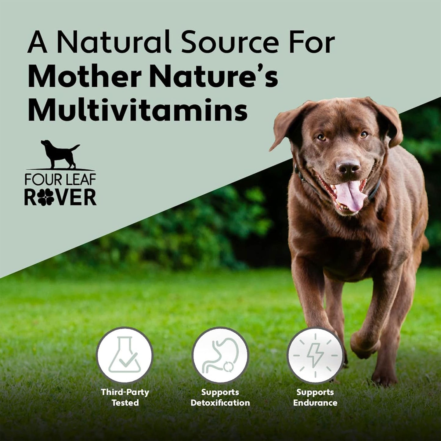 Freeze Dried Beef Organs for Dogs - Four Leaf Rover Guts & Glory - Rich in Minerals - Veterinarian Formulated - 30 Large Servings