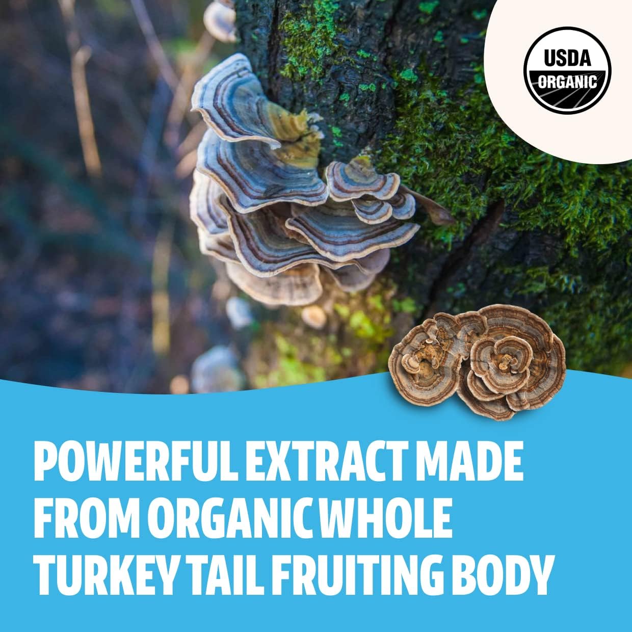 FreshCap Immunity Bundle: Turkey Tail Powder & Ultimate Mushroom Complex Powder
