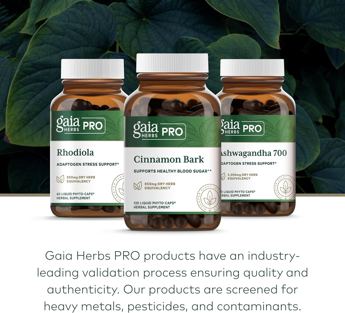 Gaia Herbs Cinnamon Bark Supplement - Gaia PRO Formula for Digestive Health and Immune Support