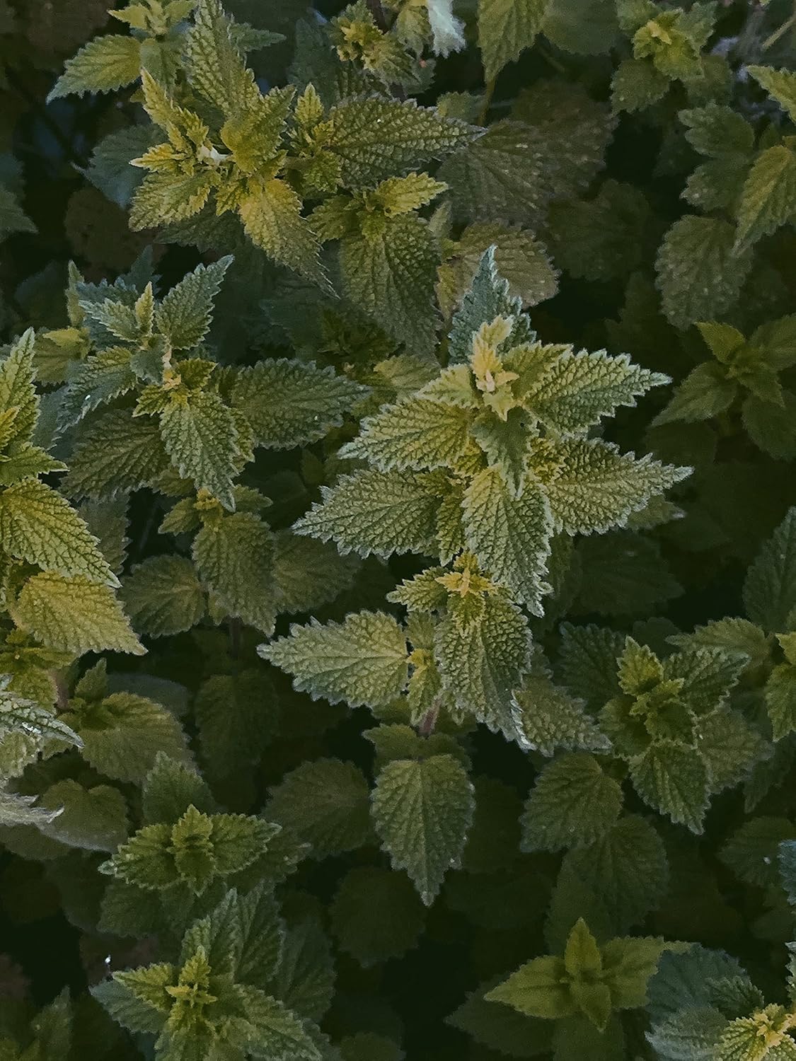 German Bluechai Stinging Nettle Seeds - Vegan Protein Source, Dried Urtica Dioica Seeds - 0.7oz/20g - Non GMO, Gluten Free