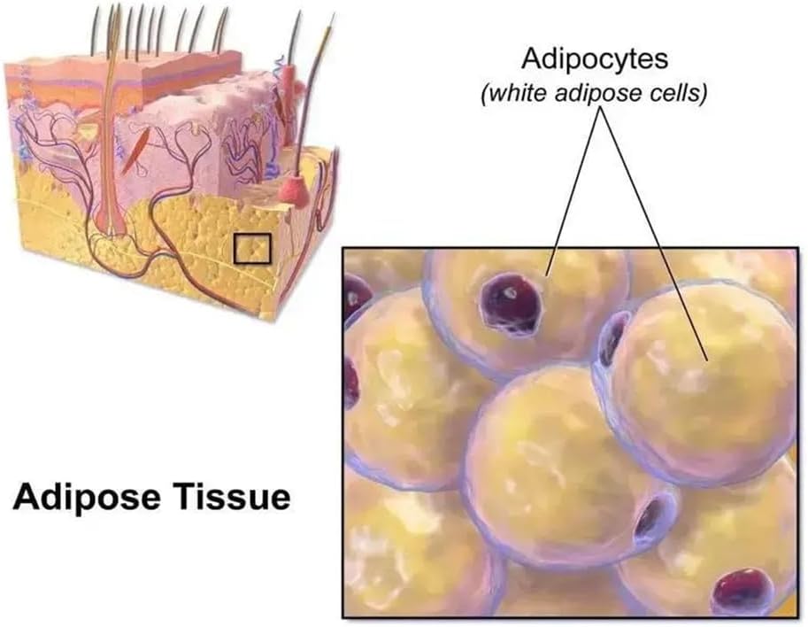 GLP-1 Weight Loss Liquid Drops - Appetite Suppressant - 1 Bottle