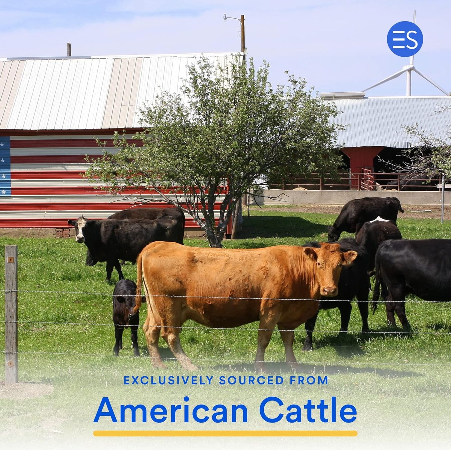 Grass Fed American Cattle Collagen Peptides Powder - Hydrolyzed Supplement (10.6 oz) - Free of Gluten, Dairy, and Soy