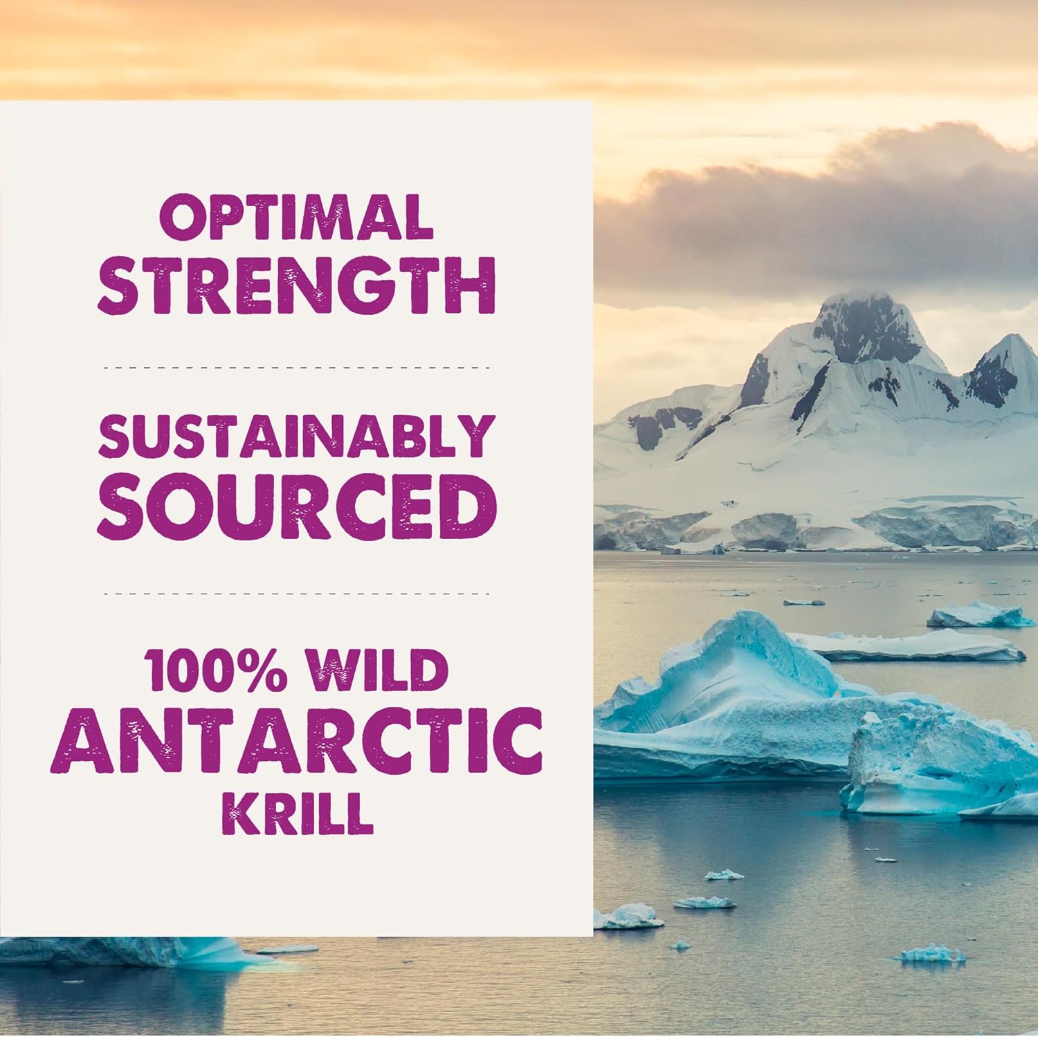 Grizzly Wild Antarctic Krill Oil Dog Food Supplement - Natural Antioxidant & Omega 3 Fatty Acids - 8 oz