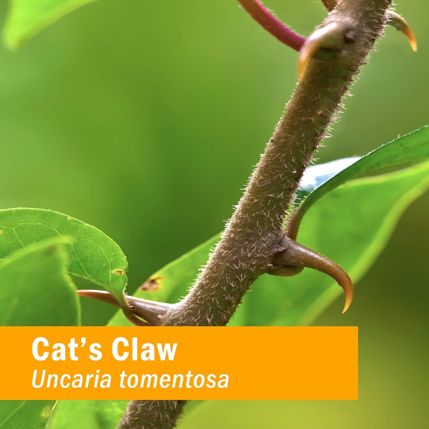 Herb Pharm Cat's Claw (UNA de Gato) Liquid Extract - Immune System Support - 1oz