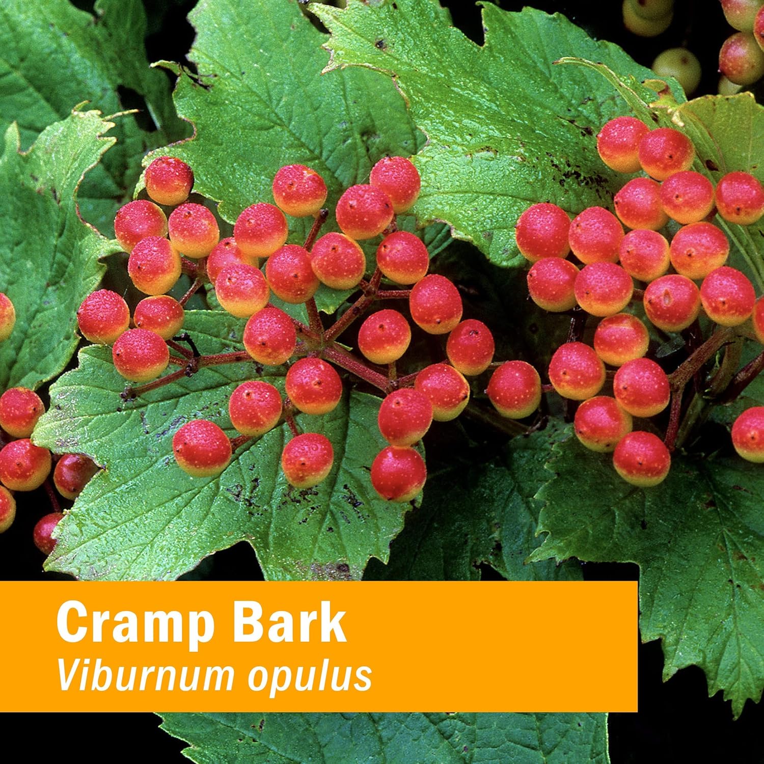 Herb Pharm Cramp Bark Extract for Musculoskeletal Support - 1oz - Natural Muscle Relief Supplement