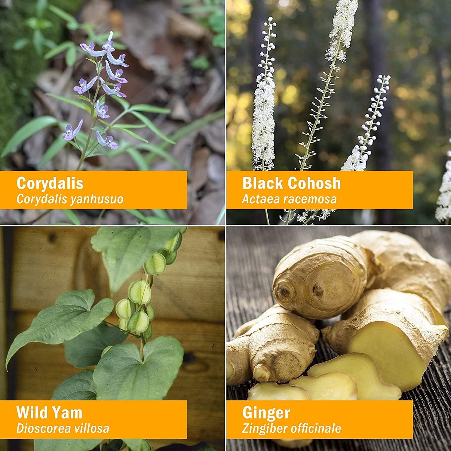 Herb Pharm Cramp Care Herbal Extract Drops for Menstrual Cycle Support - 4 Oz