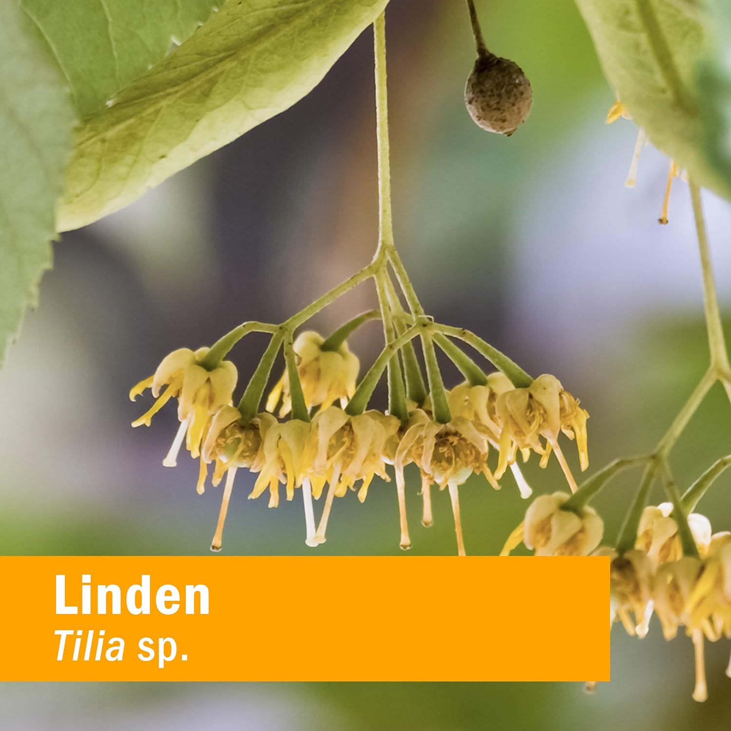 Herb Pharm Linden Liquid Extract - 1oz for Cardiovascular & Circulatory Health