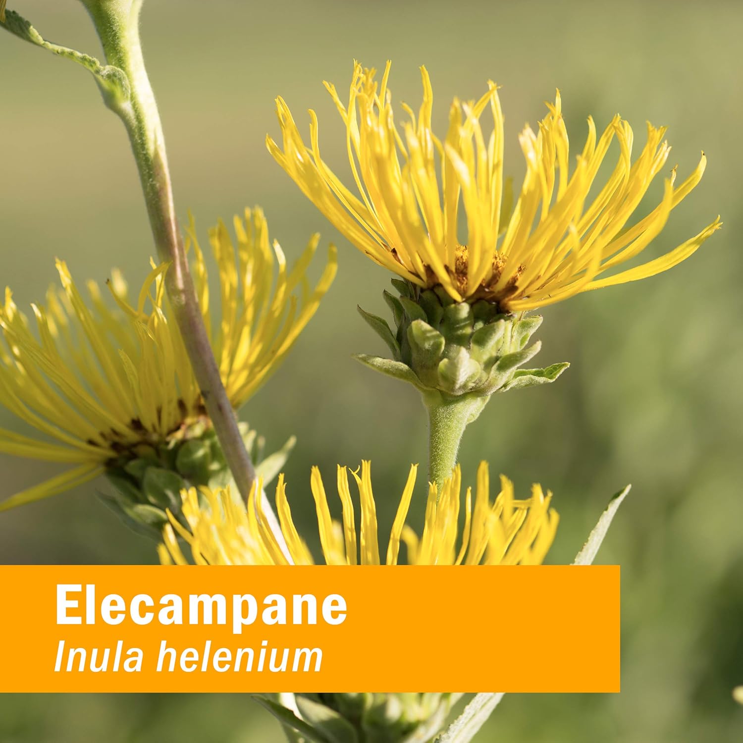 Herb Pharm Organic Elecampane Liquid Extract for Respiratory Support - 1oz