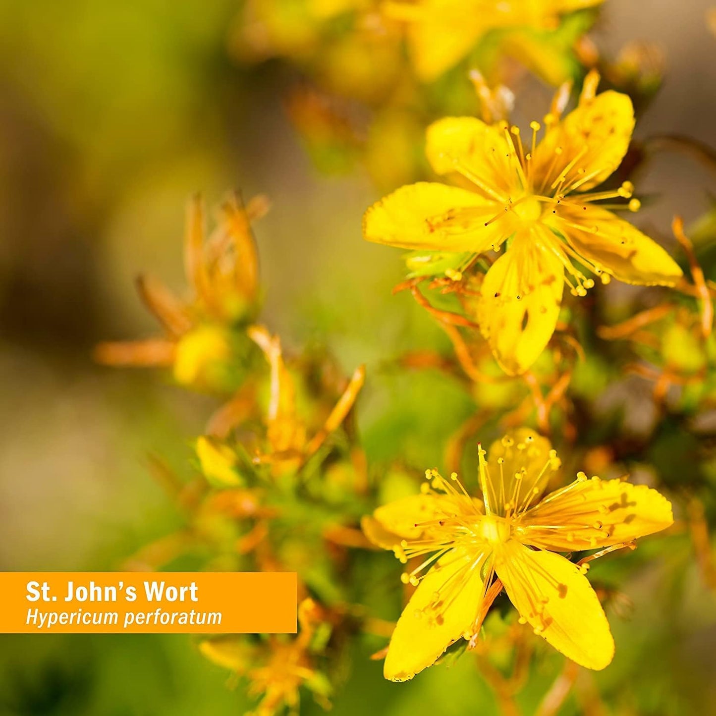 Herb Pharm St. John's Wort Liquid Extract - 1oz Bottle for Positive Mood and Emotional Balance