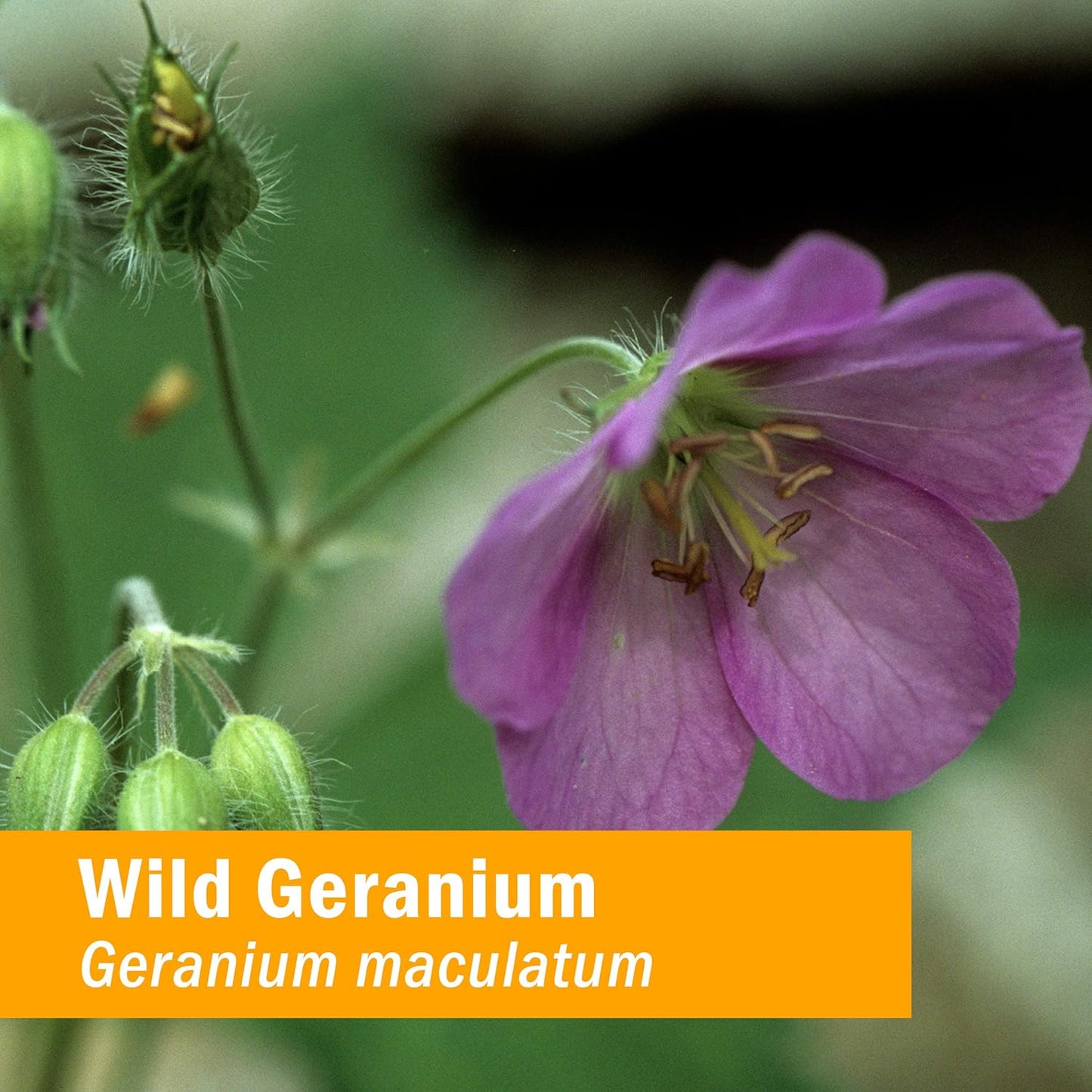 Herb Pharm Wild Geranium (Cranesbill) Liquid Extract - 1 oz - Organic Herbal Supplement