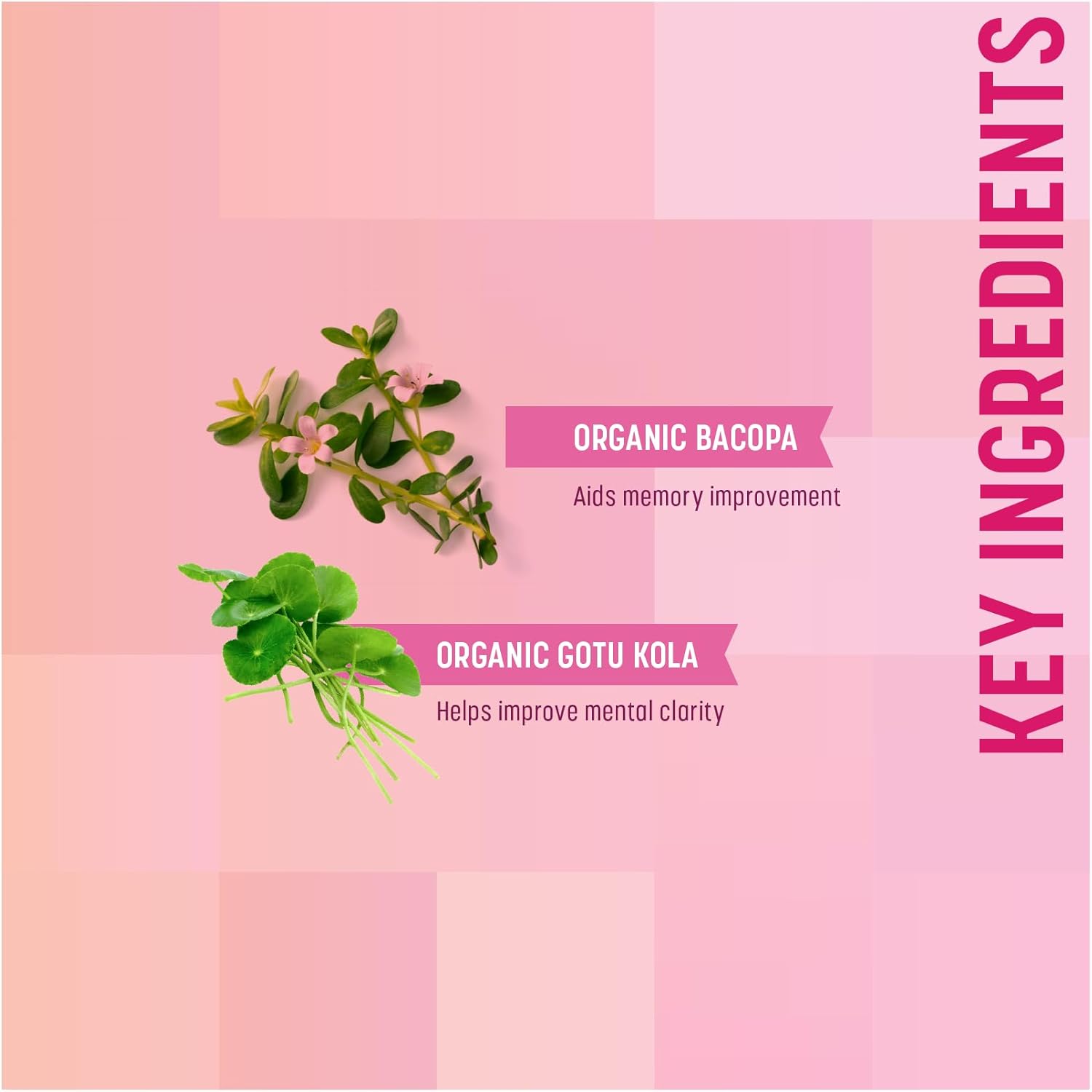 Herbal Focus Supplements, 120 Veggie Capsules, Enhance Concentration, Memory Apta Herbals