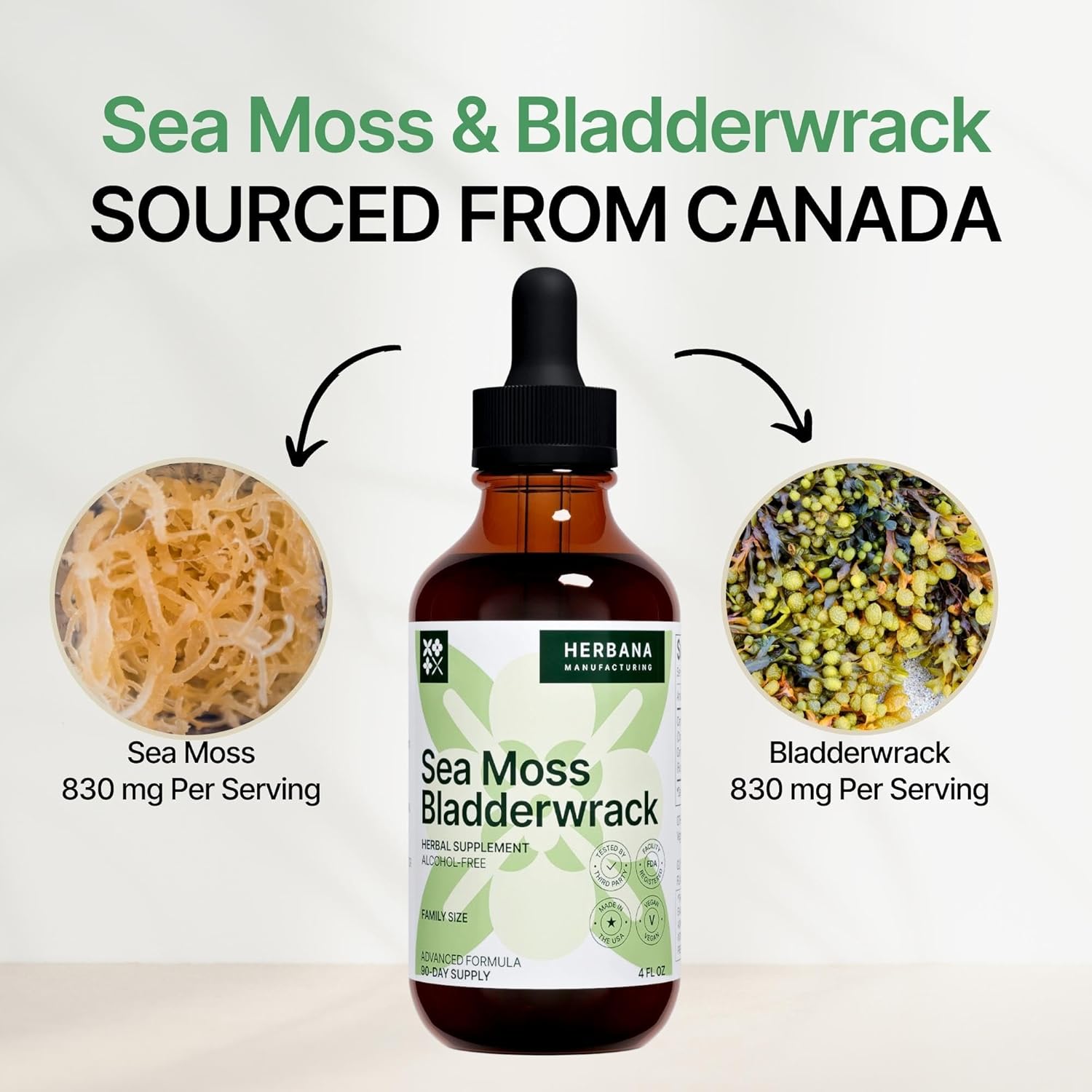Herbana Manufacturing Sea Moss & Bladderwrack Liquid Extract - Superfood Immunity Booster - Thyroid & Digestion Support - High Potency 4 fl oz Formula