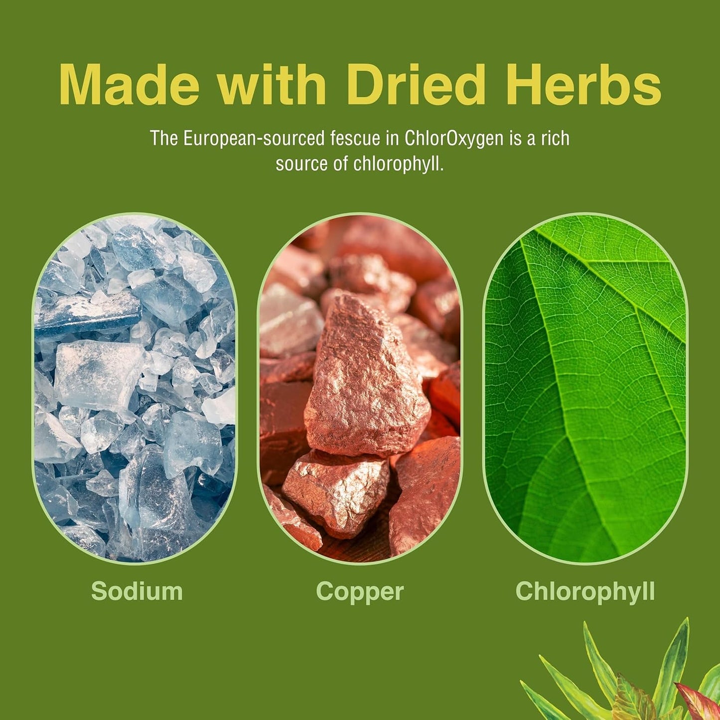 Herbs Etc. ChlorOxygen Chlorophyll Concentrate - Natural Energy and Vitality Support - Mint Flavored Liquid Supplement - Alcohol-Free - 2 fl oz